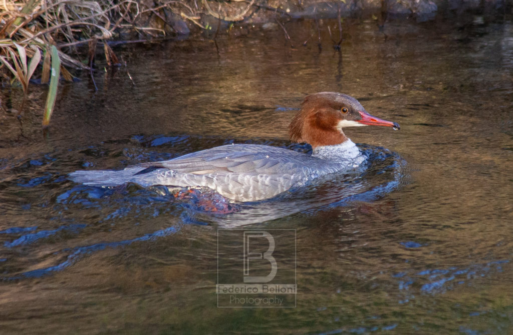 Smergo maggiore (Mergus merganser)